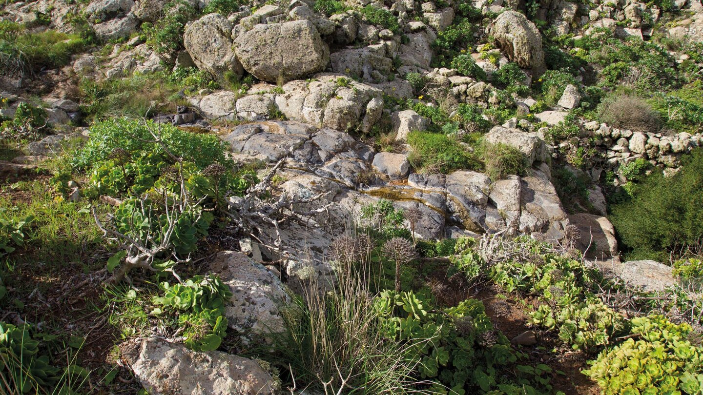 Vegetation im Barranco de Elvira Sánchez