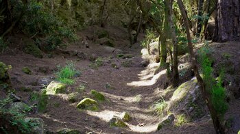 Waldpfade beim Naherholungsgebiet La Caldera