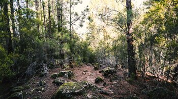 der Wald beim Naherholungsgebiet La Caldera