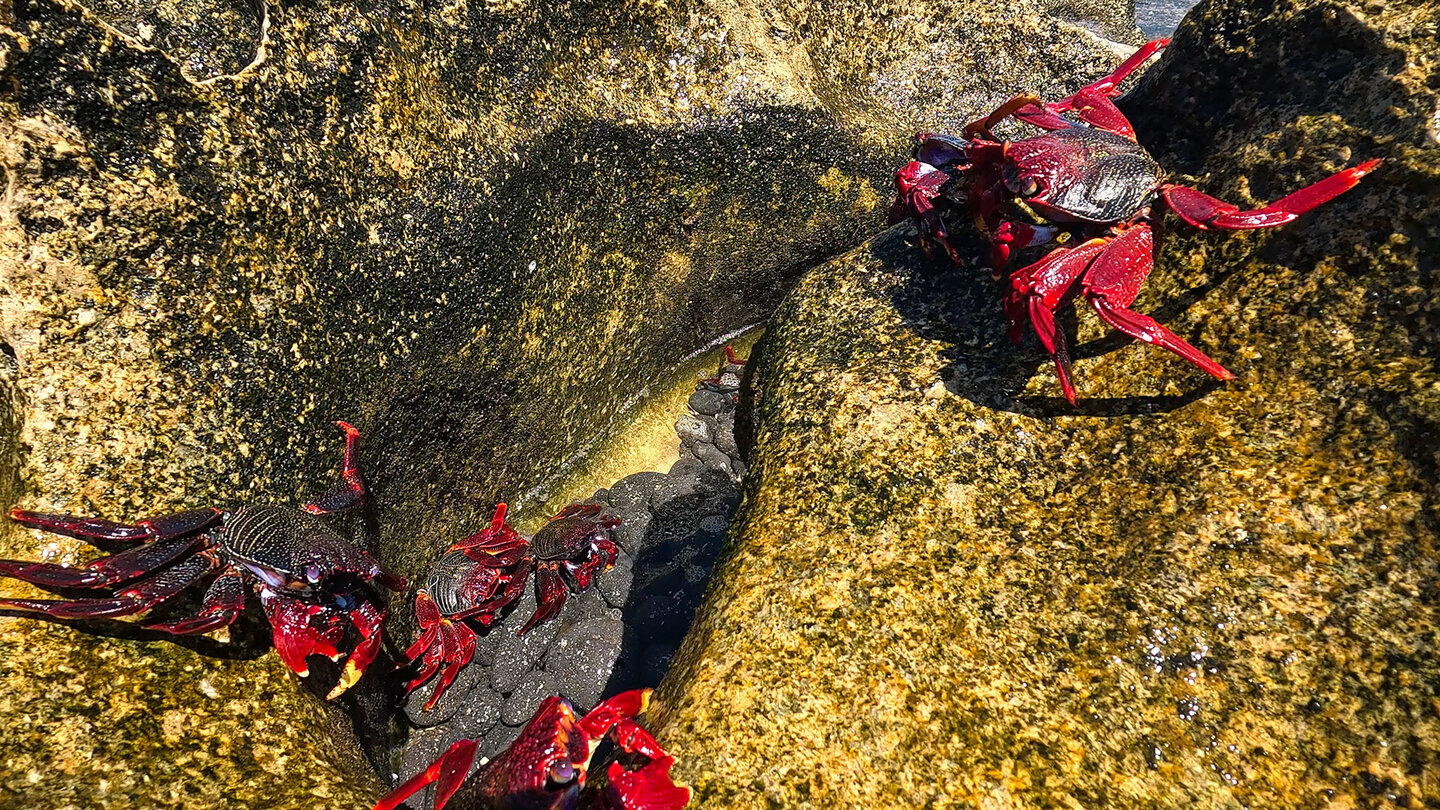 Ostatlantische Rote Felsenkrabben an der Playa del Ámbar Ostatlantische Rote Felsenkrabben