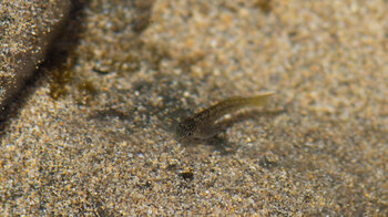 kleiner Fisch im seichten Wasser an der Playa de Garcey