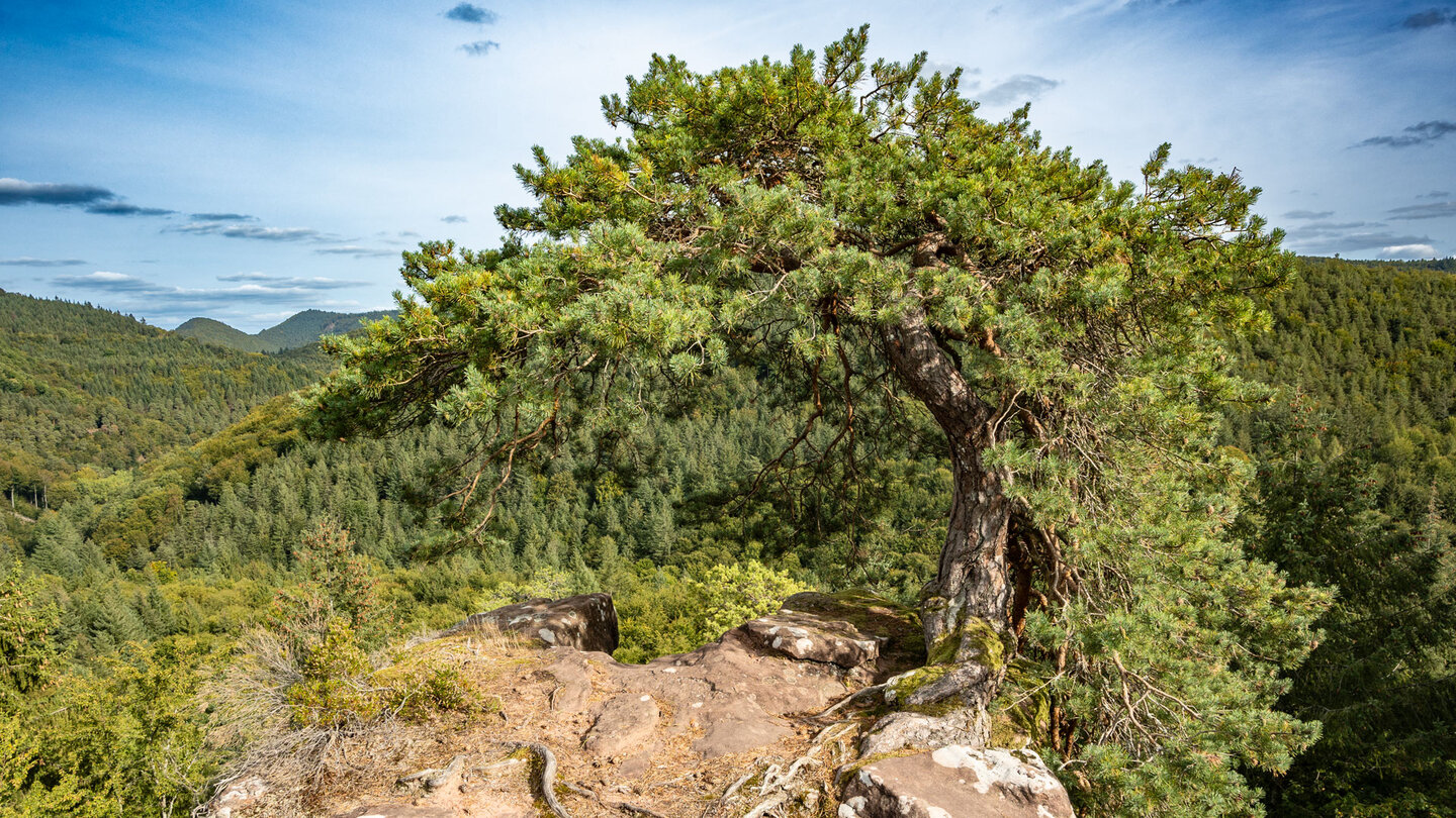 Ausblick von der Burg Blumenstein über den Pfälzerwald