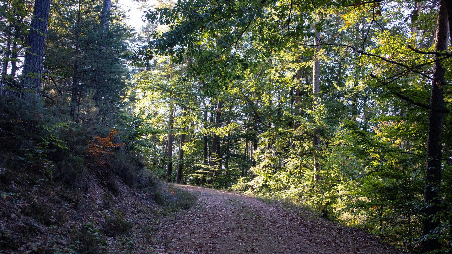 Forstweg durch den Wasgau auf der Hans-Trapp-Tour bei Erlenbach