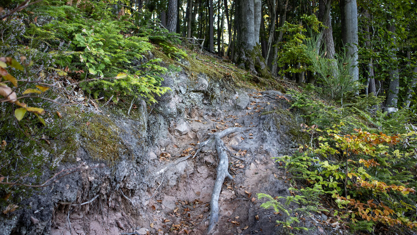 Wilder Waldpfad zum Schniddelfelsen im Dahner Felsenland
