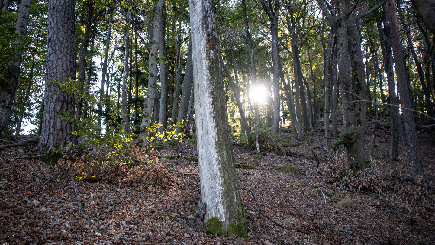 Lichtdurchfluteter Herbstwald am Grünberg im Dahner Felsenland