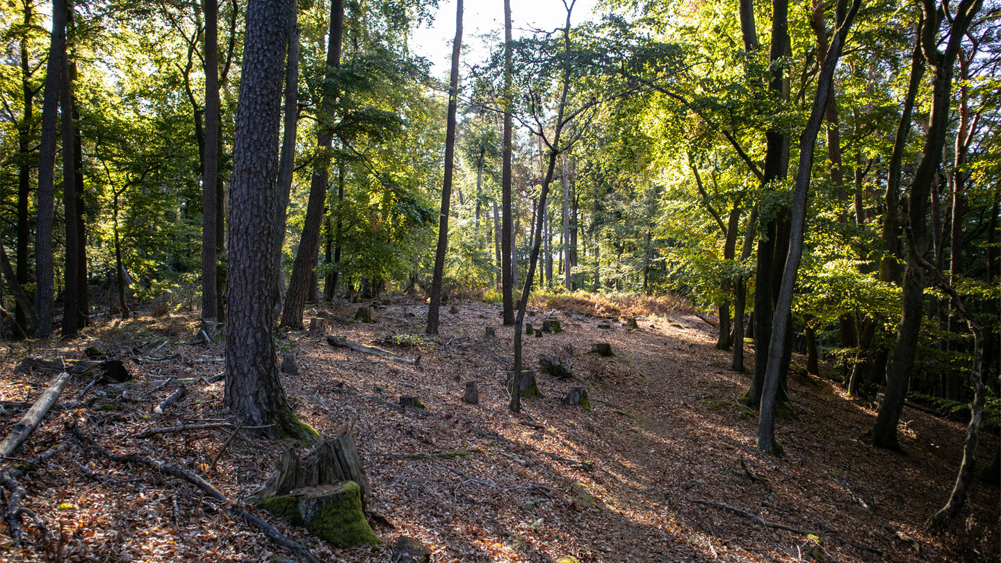 Offener Kammweg am Grünberg mit Baumstümpfen im Herbstlicht