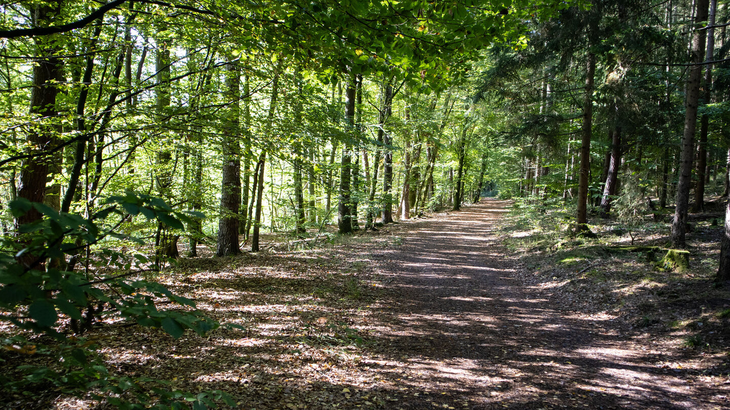 Sonnendurchfluteter Waldweg auf dem Kapellen-Pilgerweg im Pfälzerwald