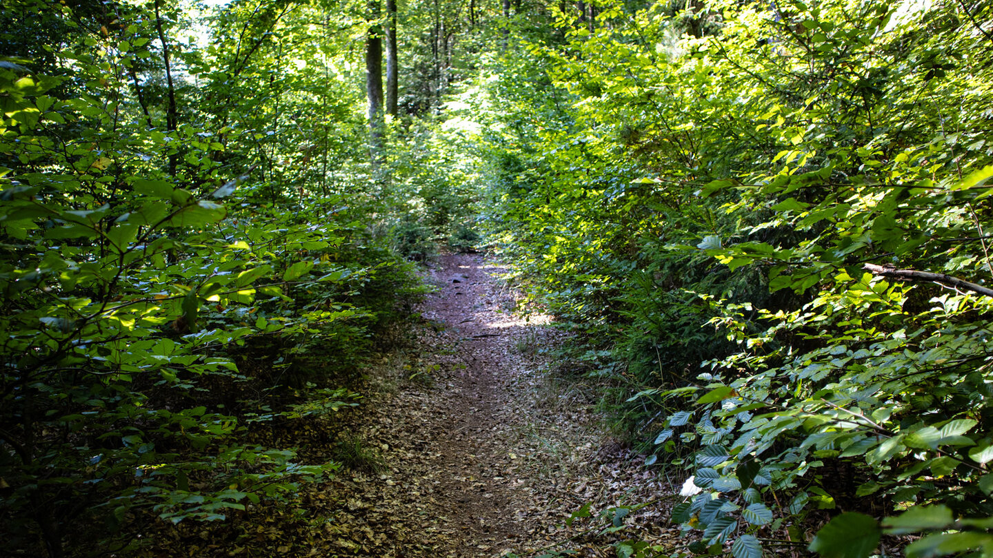 Naturpfad durch dichten Laubwald hinauf zum Nestelberg