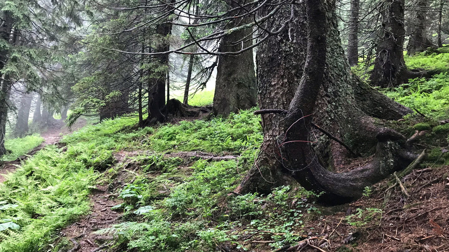 wurzeliger Wanderweg im Nadelwald