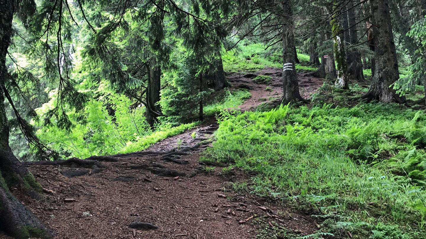 Weg auf der Wanderung zum Stolzenberg
