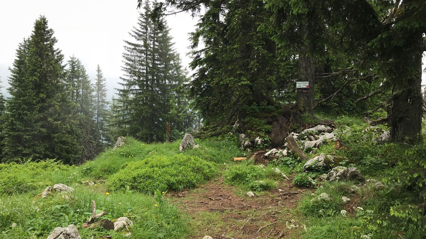 der Weg über ein kleines Plateau zwischen den Bäumen auf dem Stolzenberg