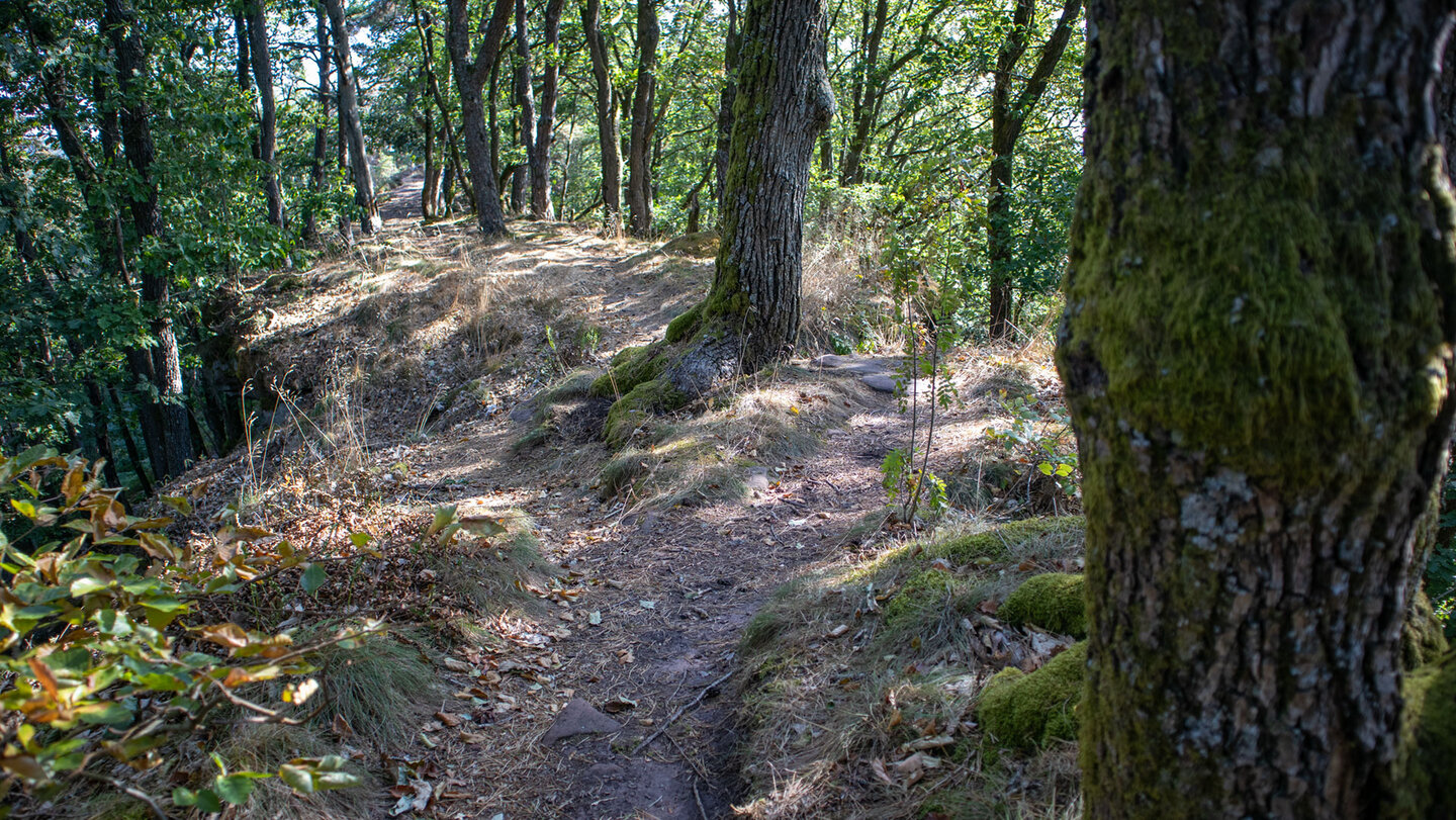 Kammwanderweg über das Gipfelplateau des Kahlenbergs.