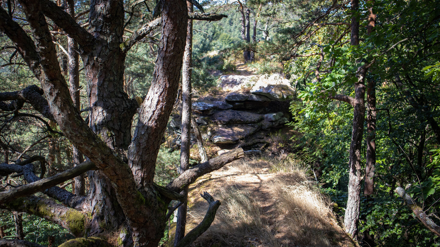 Gipfelplateau der Erfweiler Sattelfelsen, erreichbar über einen steilen, schmalen Pfad.