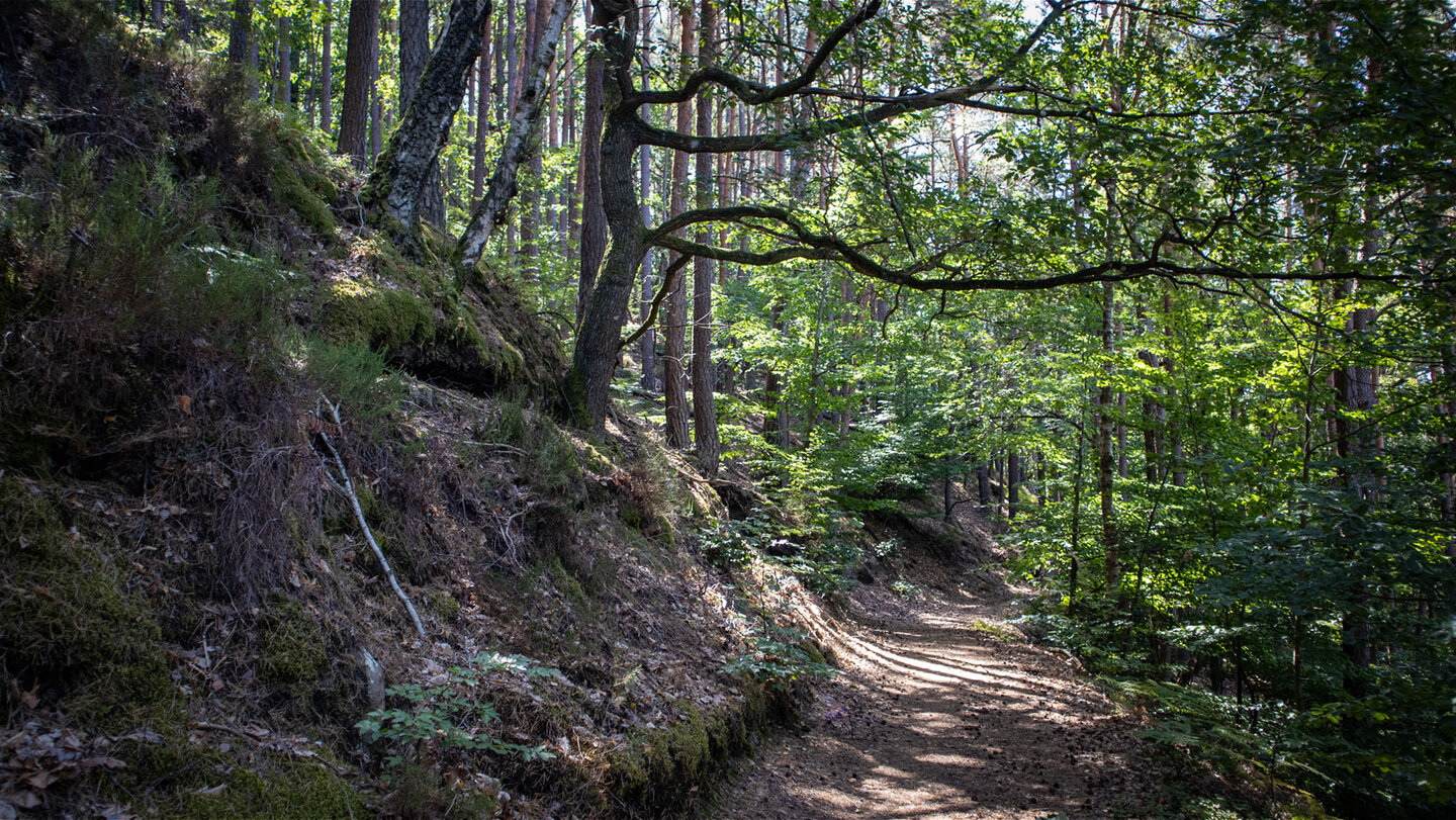 Wanderweg auf dem Felsenland Sagenweg zum Aussichtspunkt Wasgaublick.