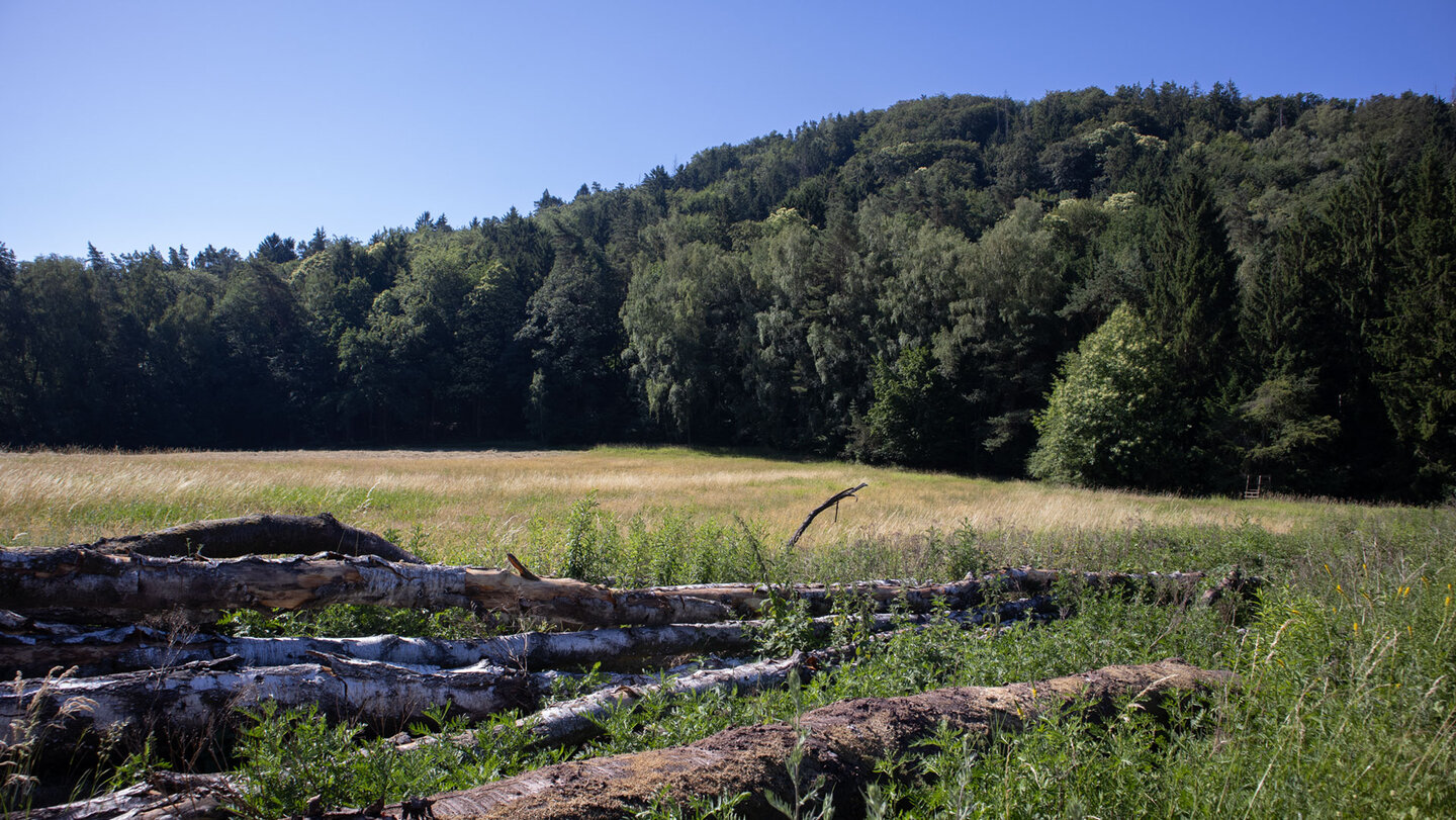 Wiesenlandschaft am Wanderweg zum Löffelsberg.