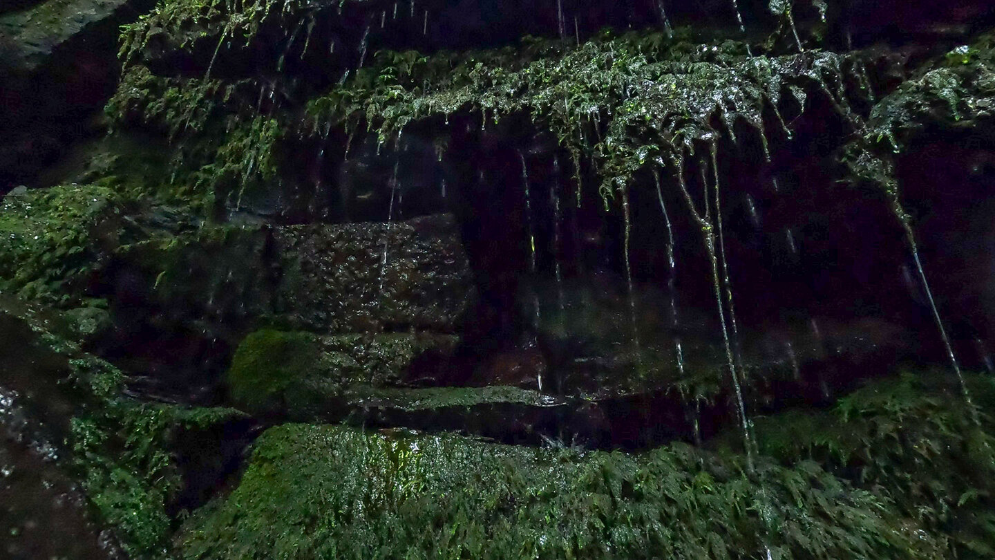 Bemooste Felsen in der Margarethenschlucht