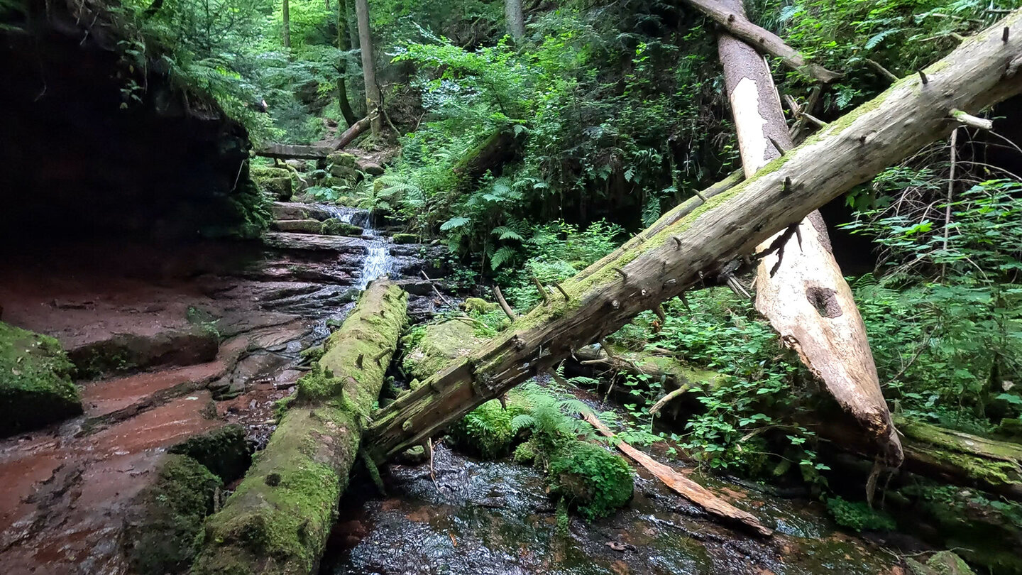 Wilder Pfad im Buntsandsteinfels der Wolfsschlucht