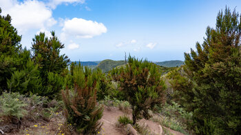 Wanderung entlang der Ruta 17 durch Fayal-Brezal-Vegetation