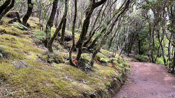 bemooster Waldboden am Wanderweg