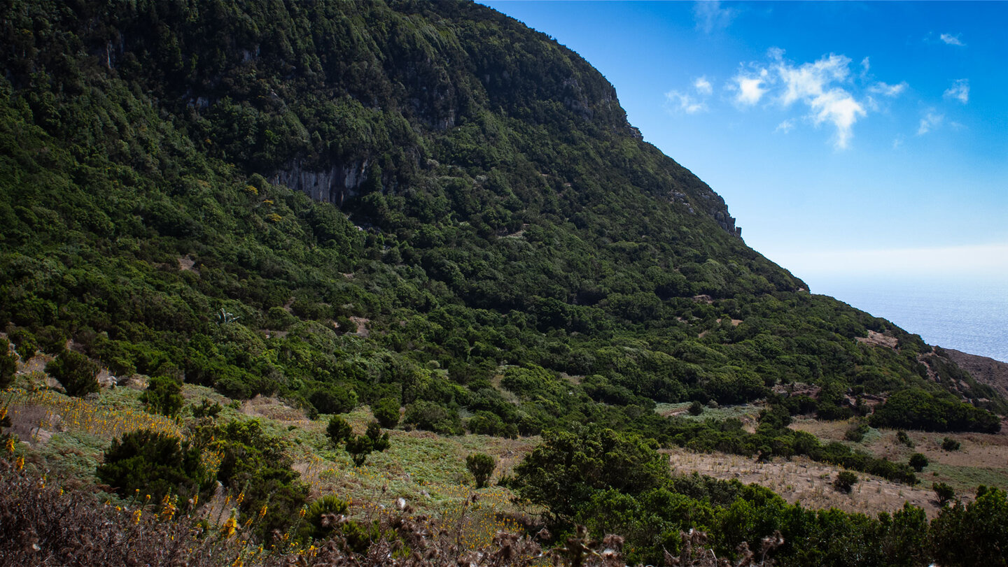 Bewaldeter Berghang entlang des GR 132 bei Epina