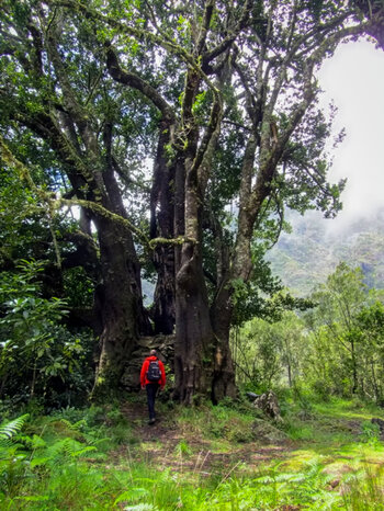 Stinklorbeerbäume auf der Levadawanderung Fajã da Nogueira