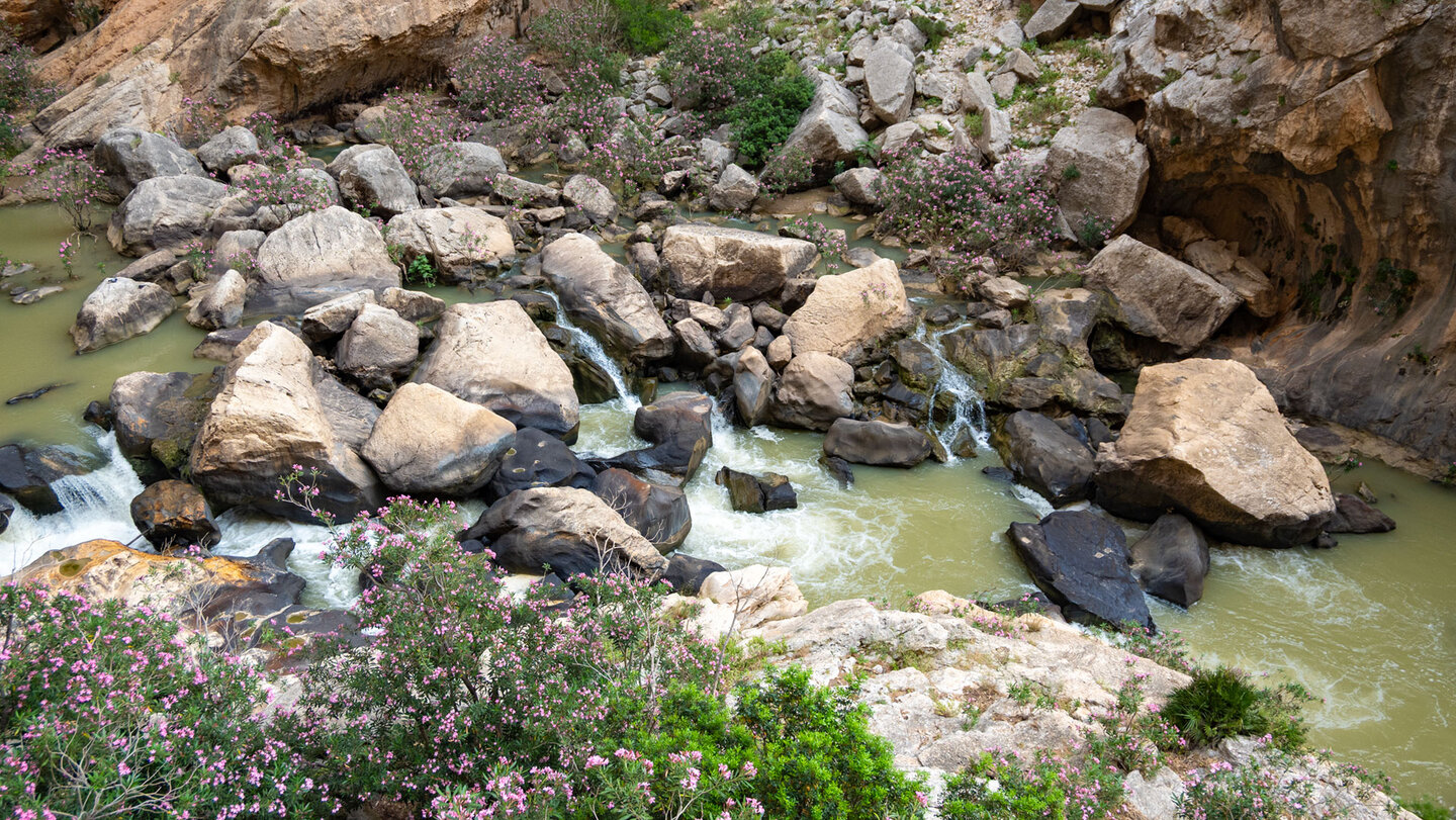 Oleander am Río Guadalhorce
