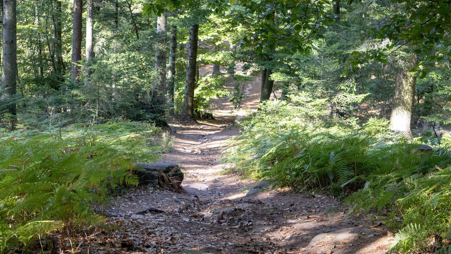 idyllischer Wanderweg zum Parkplatz