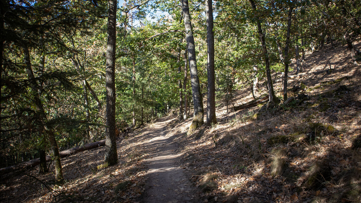 Schmaler Wanderpfad durch lichten Laubwald zum Château du Hagueneck oberhalb von Wettolsheim, Elsass