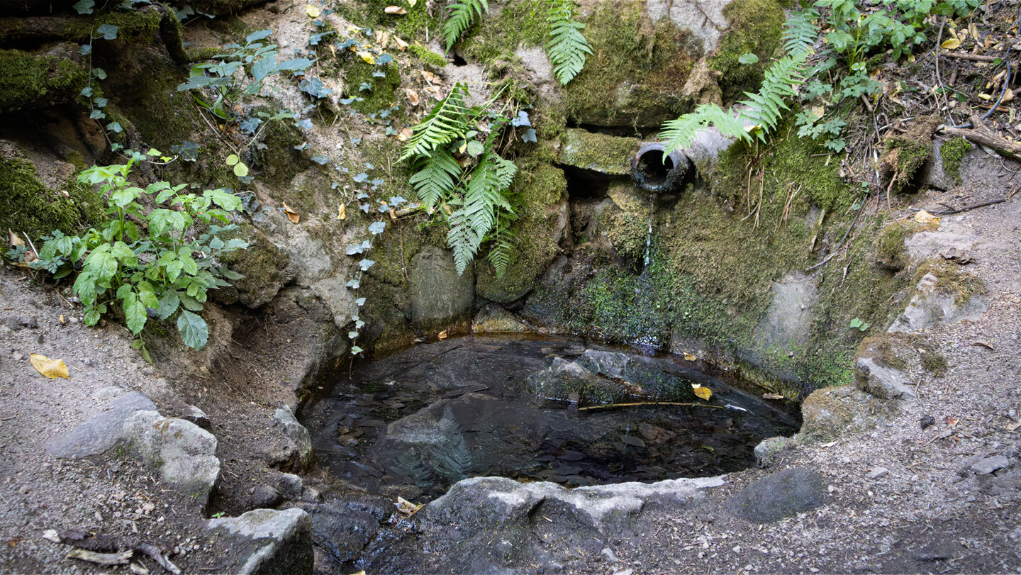 Kleines Quellbecken im Wald oberhalb von Wettolsheim, Elsass, mit Farn und Efeu