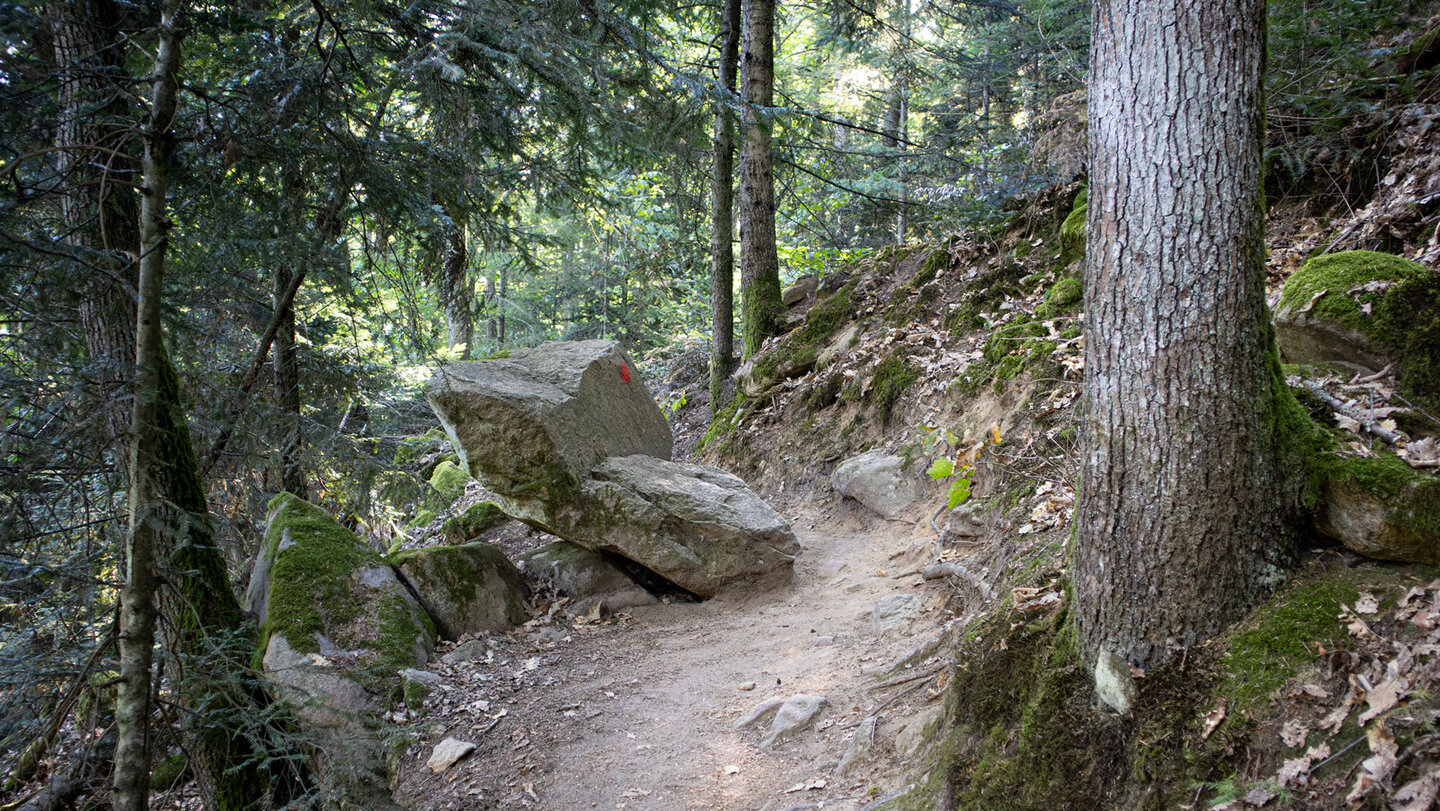 Rote Wegmarkierung auf einem Felsblock im Nadelwald des Burgengebiets, Haut-Rhin