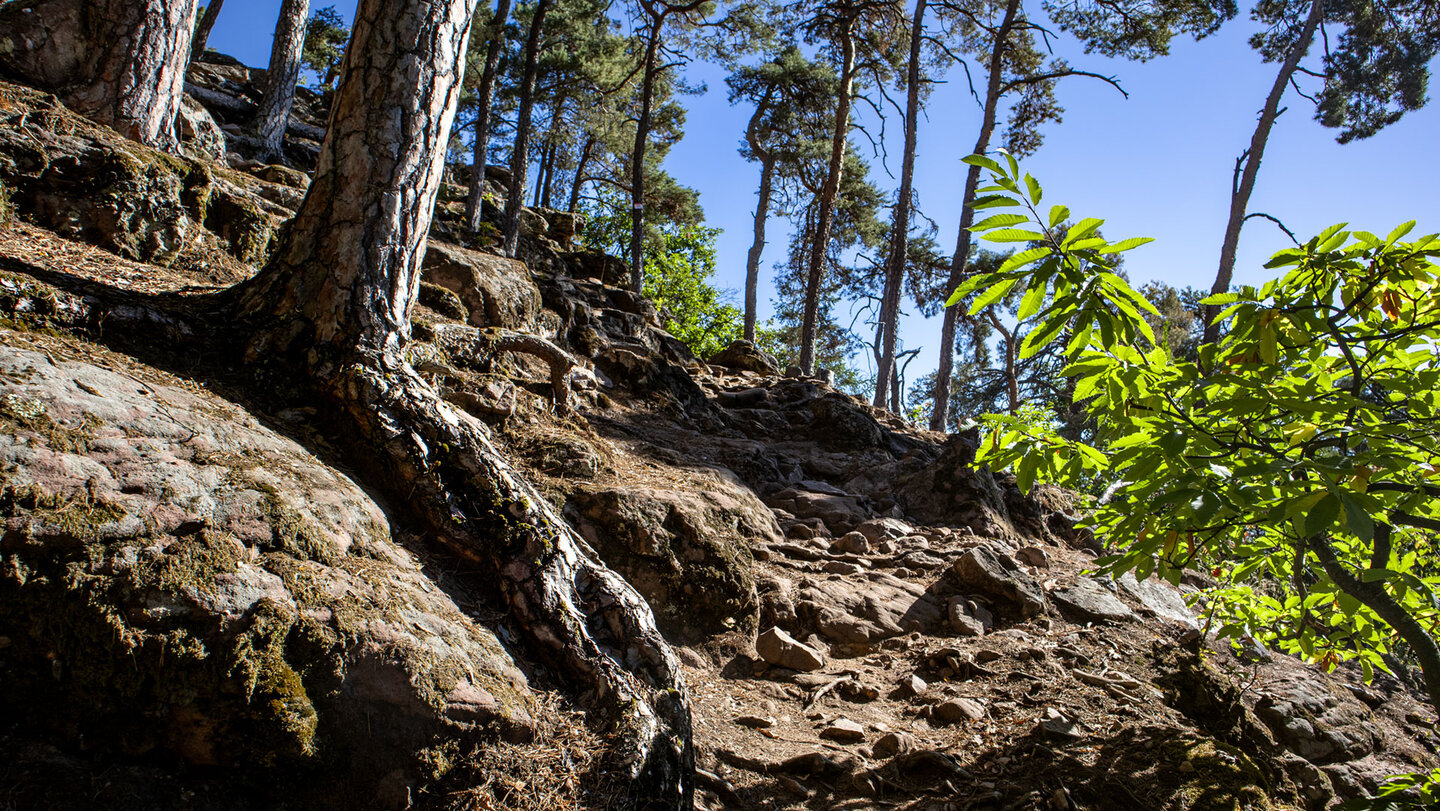 Felsiger Wanderweg mit Kiefernwurzeln zwischen Herrensessel und Drei Exen bei Husseren-les-Châteaux