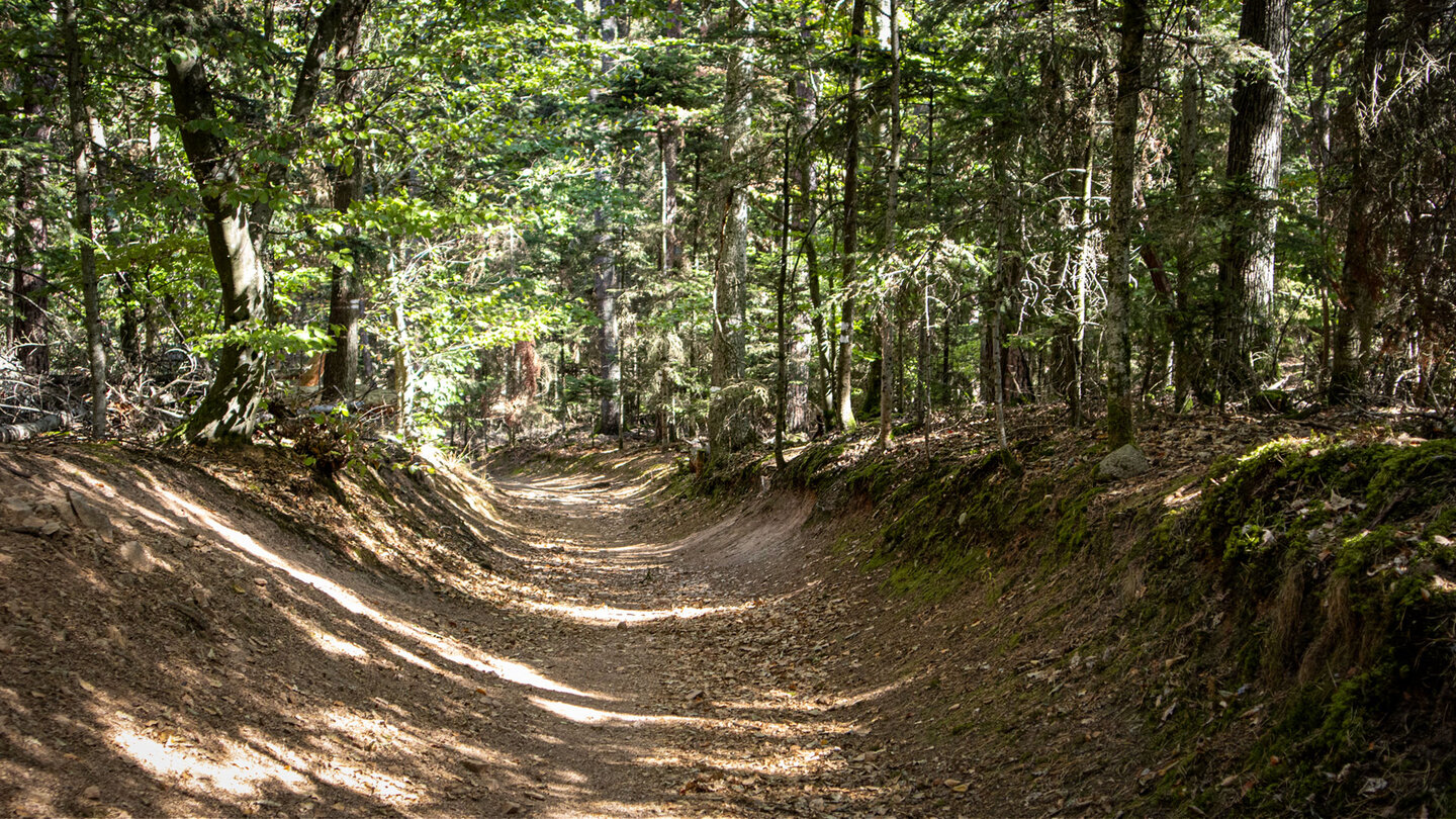 Der Hohlweg des GR 532 führt zwischen Rocher Turenne und Étang Herzog durch das Waldgebiet bei Wettolsheim