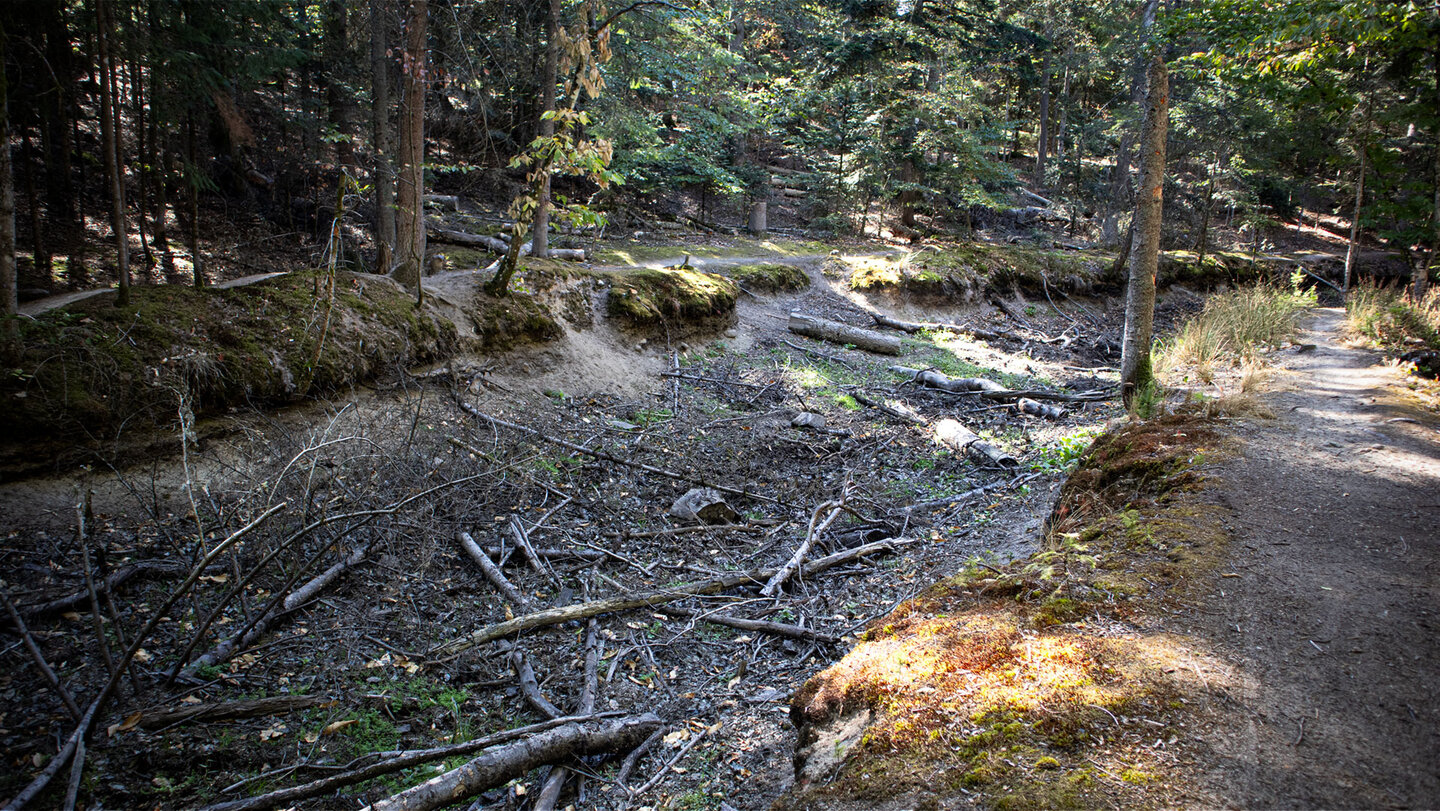 Ausgetrocknetes Teichbett des Étang Herzog mit Ästen und Moos im Wald bei Wettolsheim