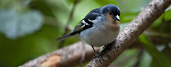 der La Palma Buchfink im Lorbeerwald von Los Tiles