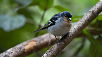 der La Palma Buchfink im Lorbeerwald von Los Tiles