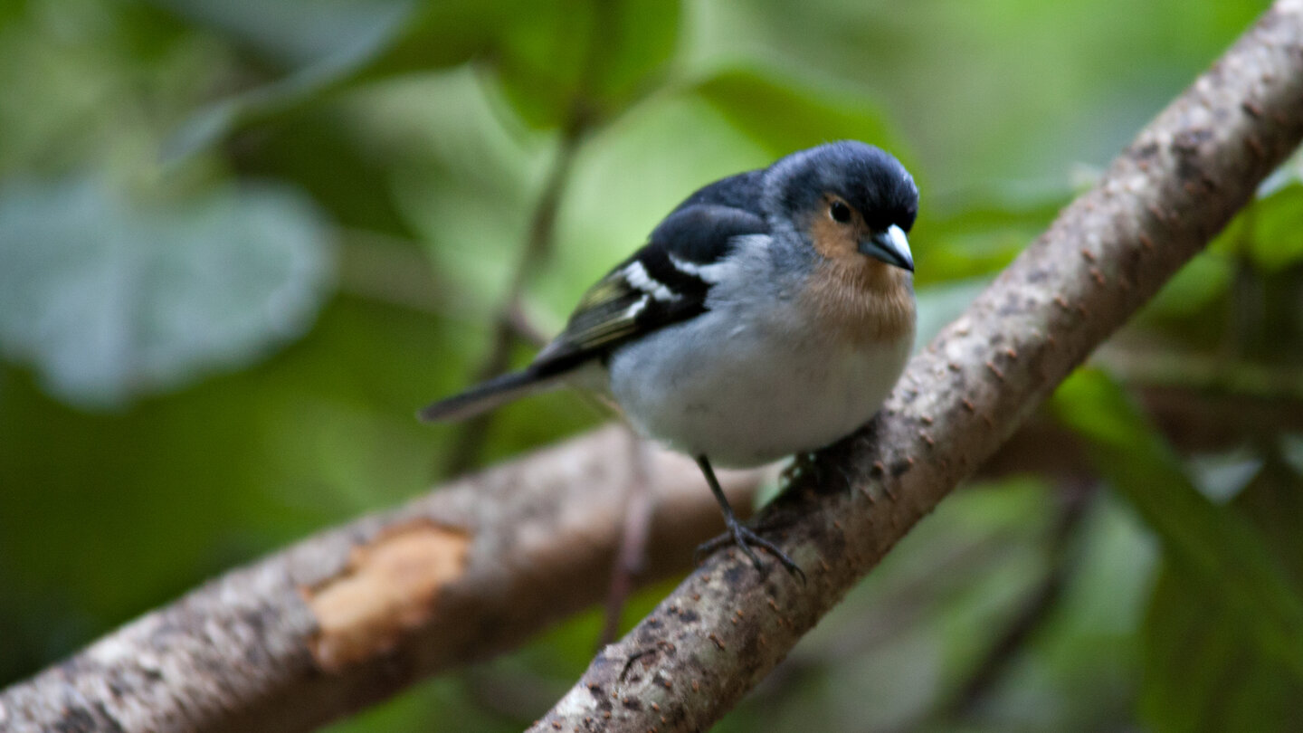 der La Palma Buchfink im Lorbeerwald von Los Tiles