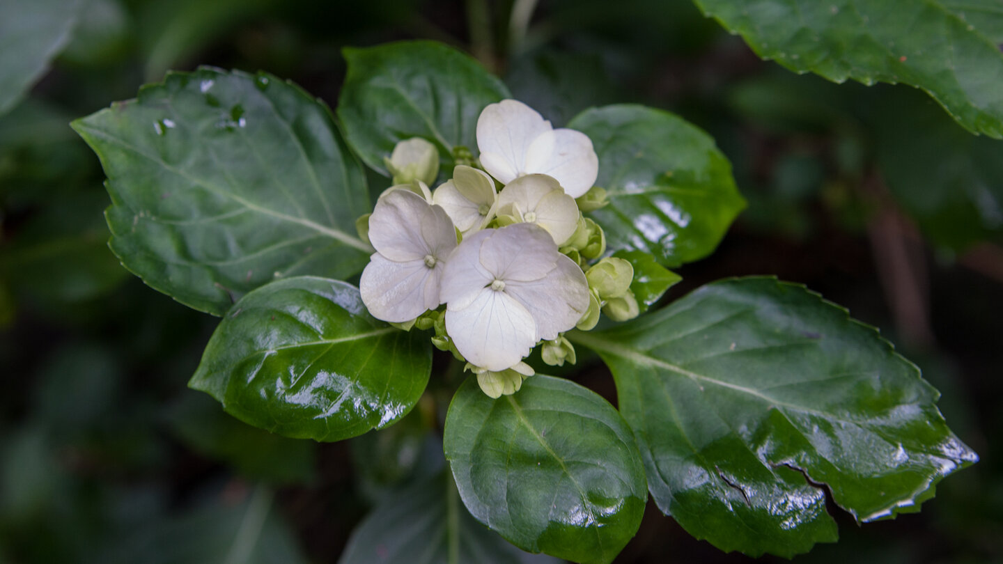 eine weiß blühende Waldpflanze