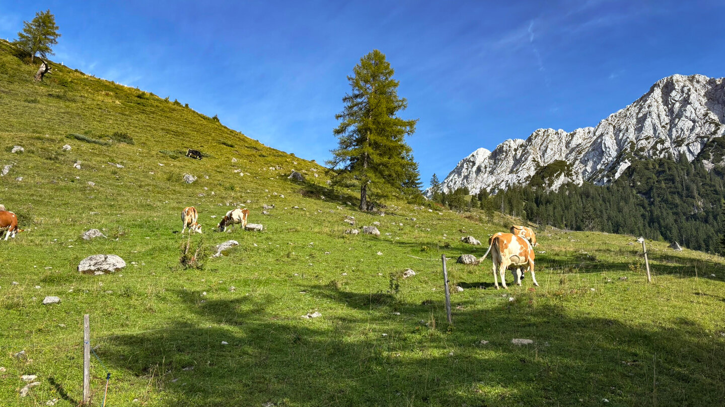 Kühe auf der Steinbergalm