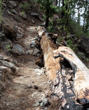 der Wanderweg Camino de las Peguerías