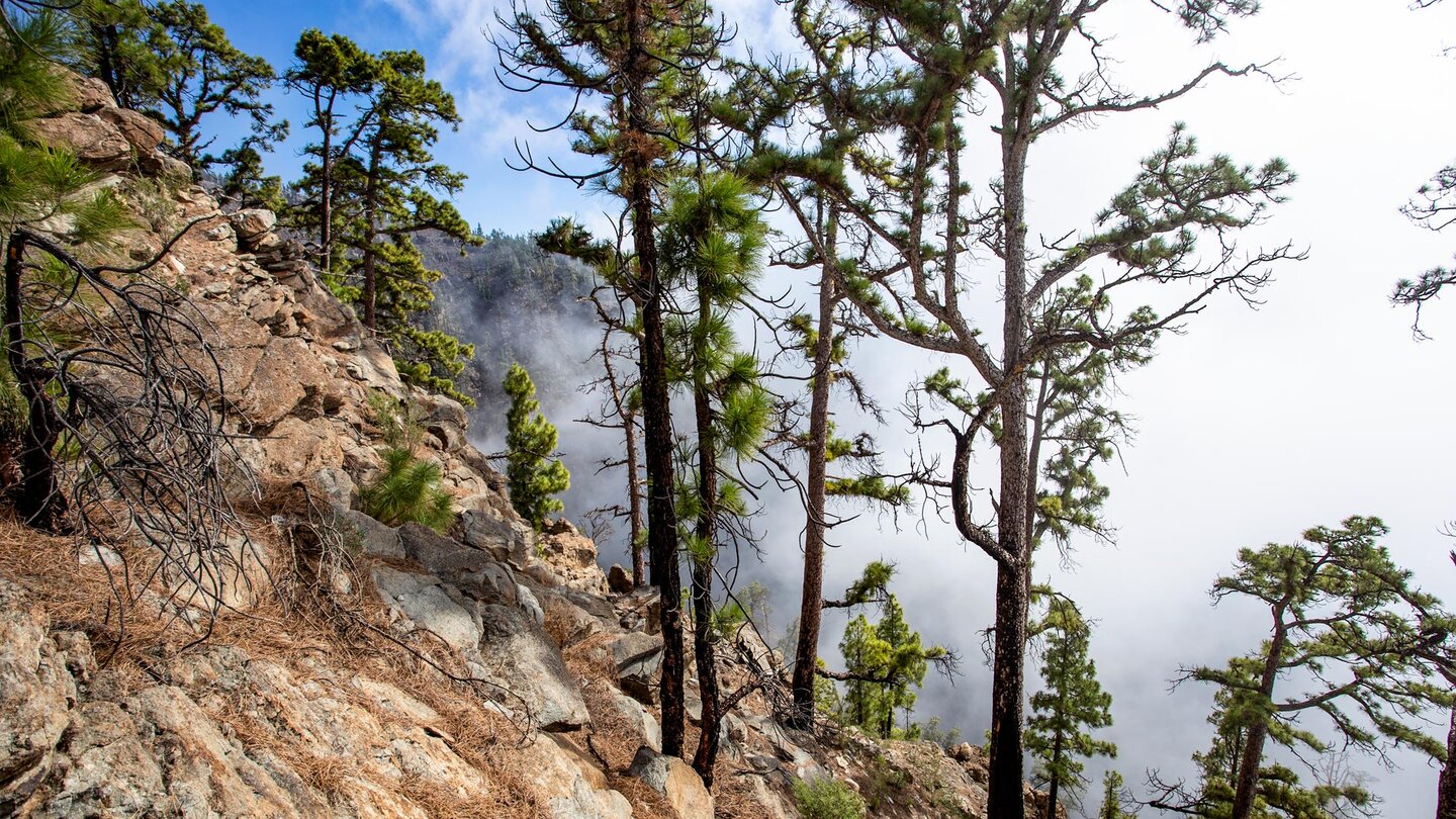 Kiefern auf den Felsabhängen oberhalb des Barranco el Sauce