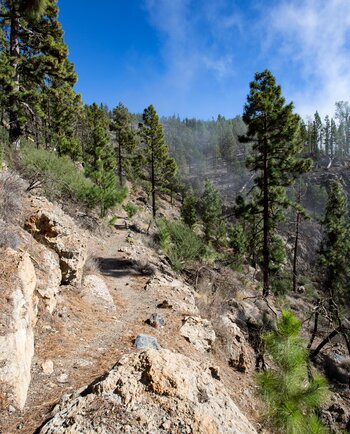 Wanderpfad durch den Kiefernwald der Corona Forestal