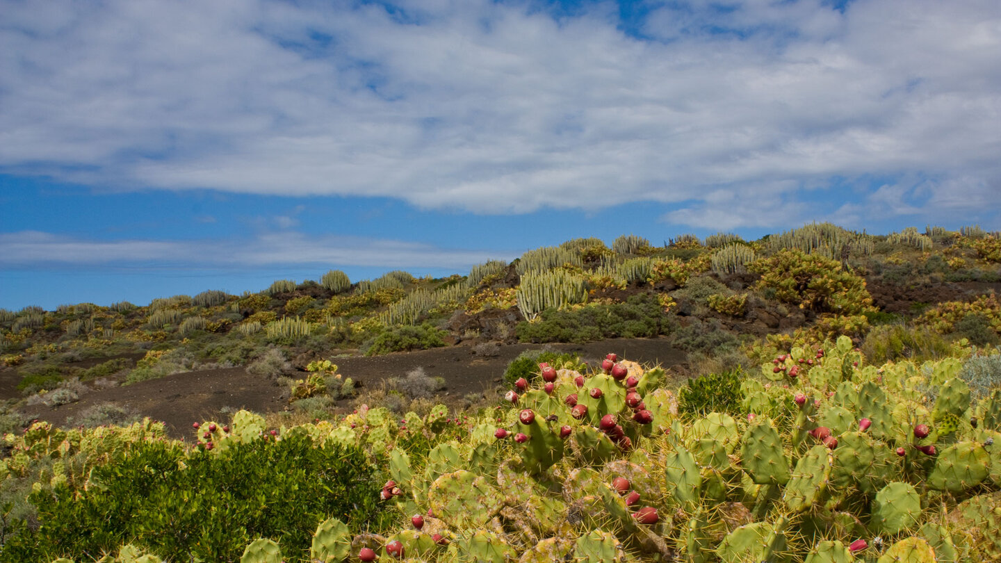 Feigenkakteen und Wolfsmilchgewächse dominieren die Vegetation an der Punta de Teno