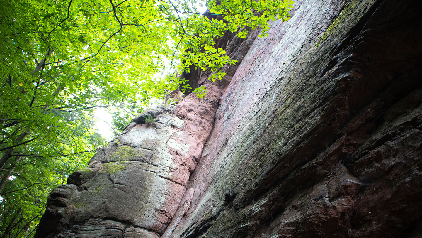 Buntsandstein und Buchengrün an den Fladensteinen bei Bundenthal