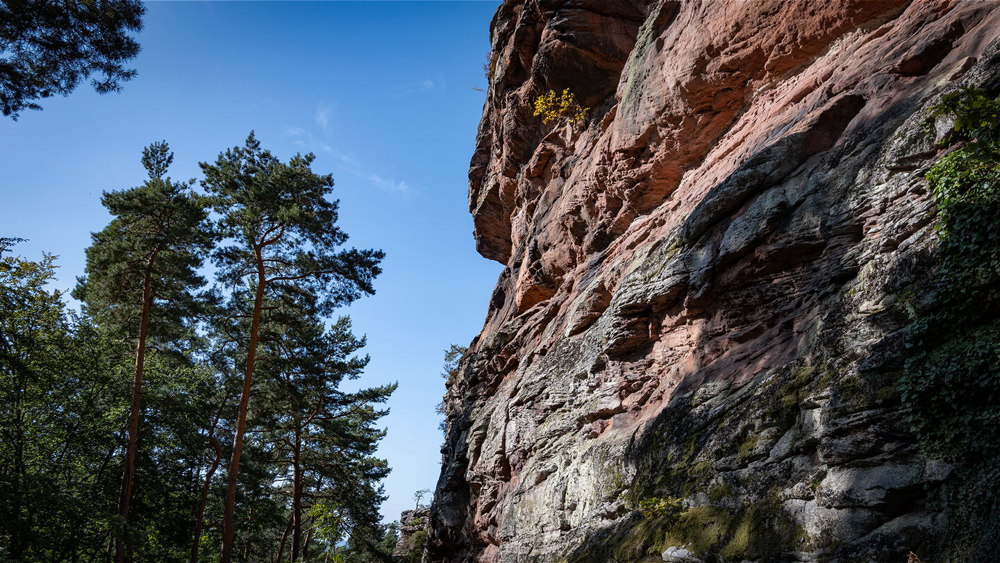der Asselstein ist ein imposantes Buntsandstein-Felsenriff im Pfälzerwald der Asselstein ist ein Buntsandstein-Felsenriff im Pfälzerwald