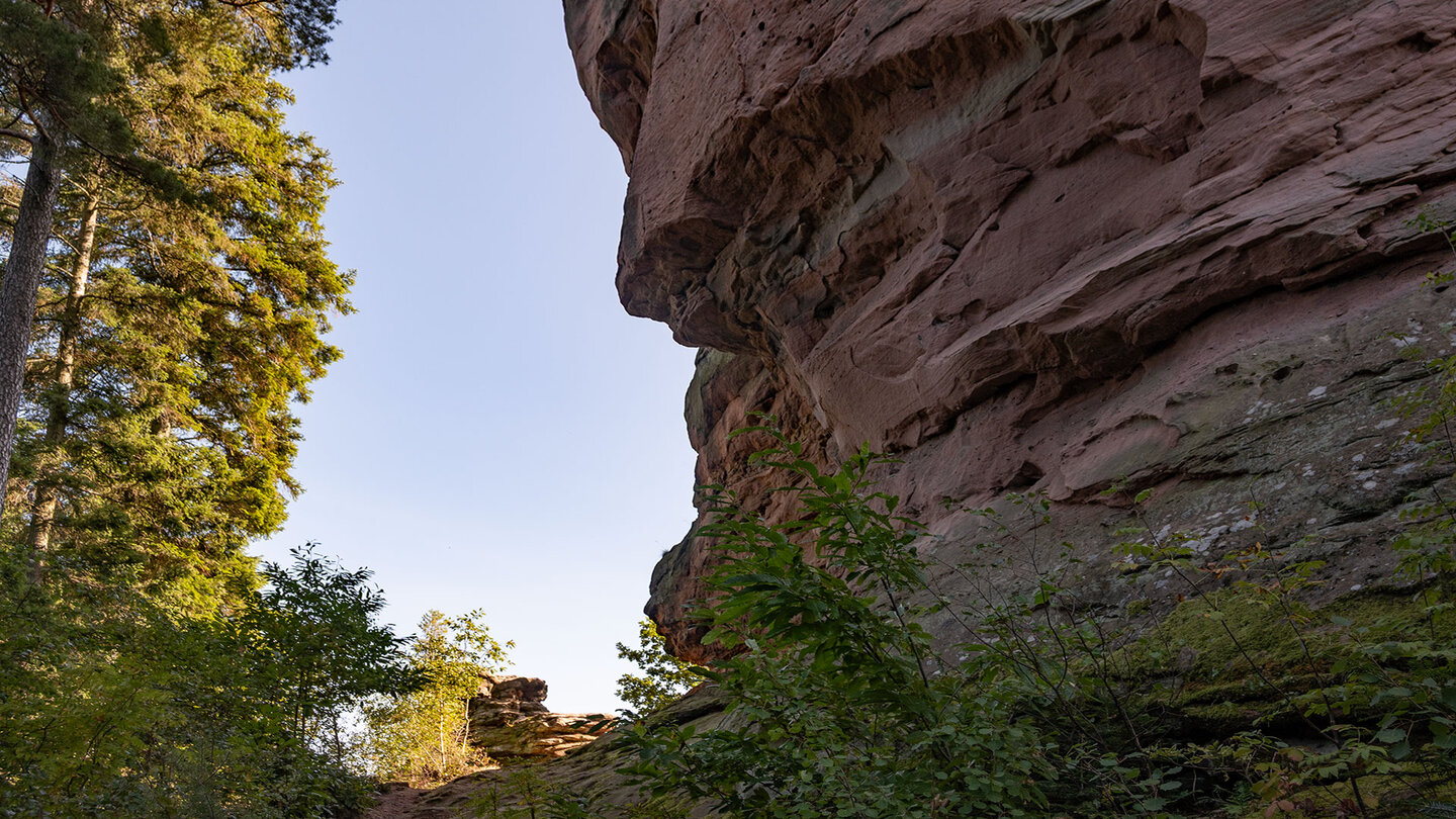 Pfad am Fuße des Naturdenkmals Asselstein im Pfälzerwald Naturdenkmal imposanter Buntsandstein Asselstein im Pfälzerwald