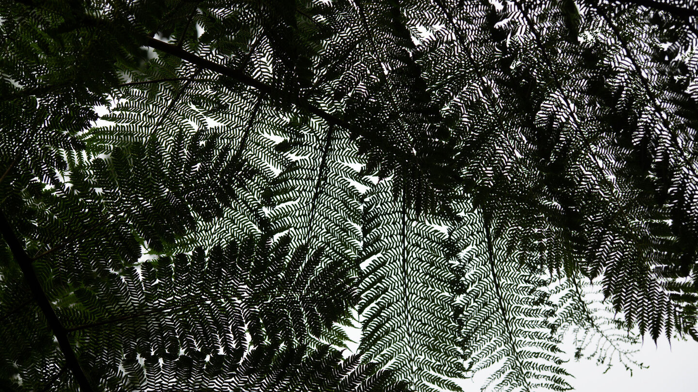 Baumfarn mit Lichtspiel - die Natur wirkt wie eine optische Täuschung