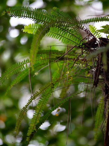 Baumfarn am Paille en Queue Trail auf Mauritius