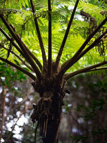 Baumfarn auf Mauritius