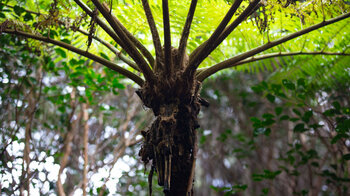 Baumfarn auf Mauritius