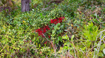 Gekerbte Spitzblume auch Korallenbeere genannt - invasive Art auf Mauritius